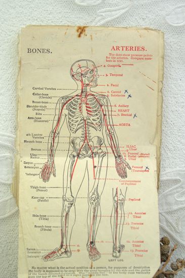 vintage medisch plaatje over aderen